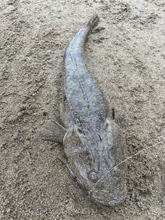 マゴチの釣果