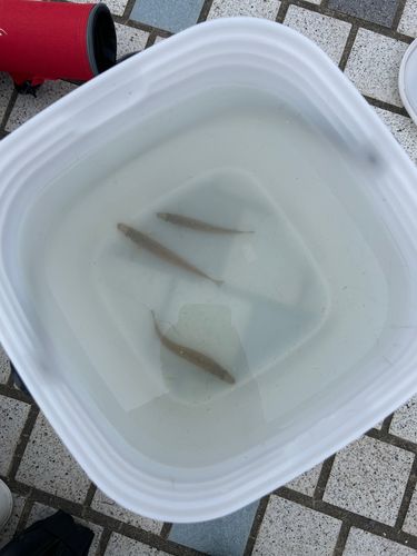 シロギスの釣果