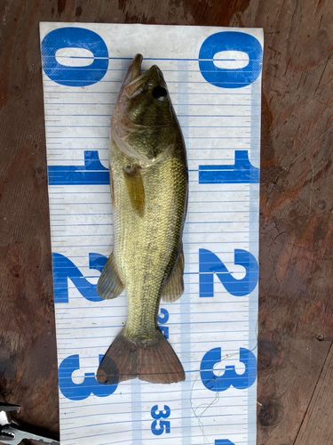 ラージマウスバスの釣果