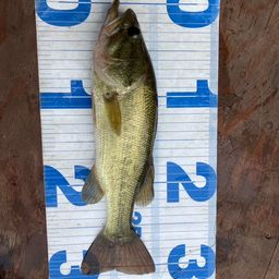 ラージマウスバス