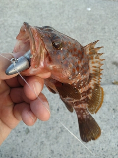 キジハタの釣果