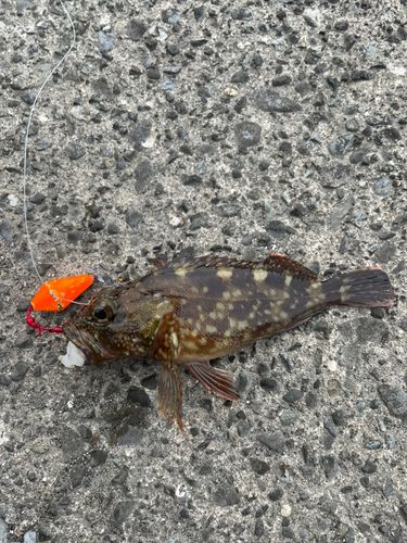カサゴの釣果
