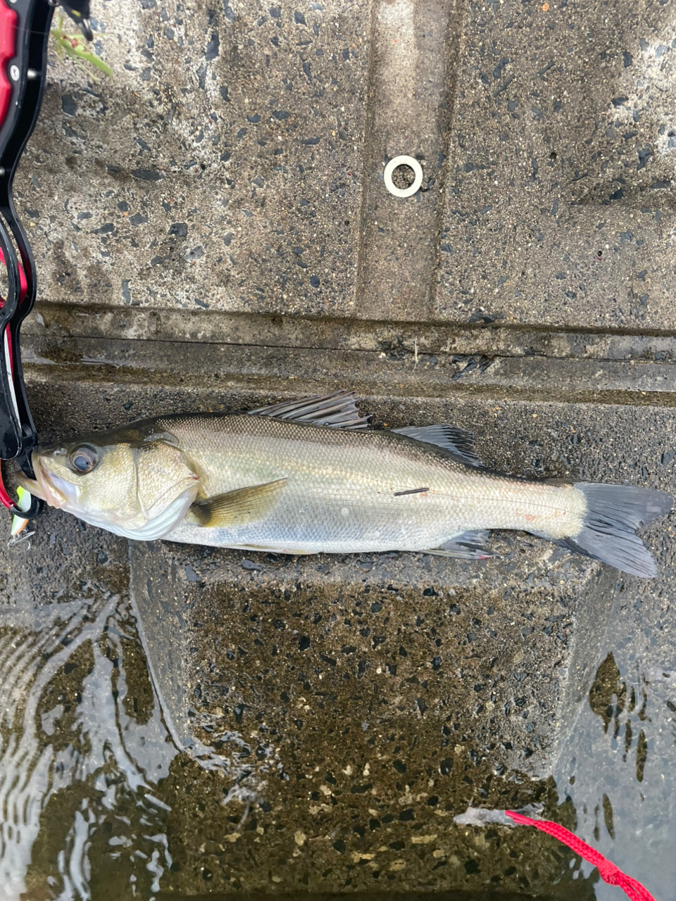 SHIMANO 22ステラ 4000MHGの最安値・インプレ・釣果 | 本音の