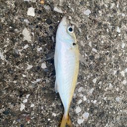 アジ