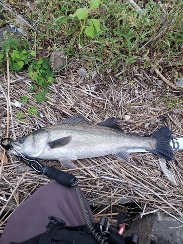 スズキの釣果
