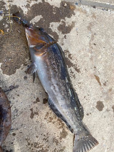 アイナメの釣果
