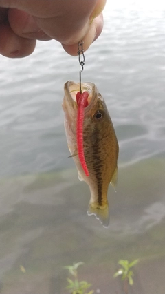 ラージマウスバスの釣果