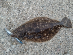 ヒラメの釣果