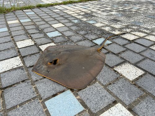 エイの釣果