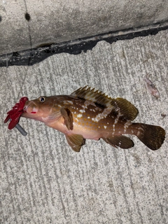 アコウの釣果