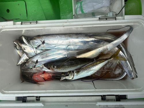 タチウオの釣果