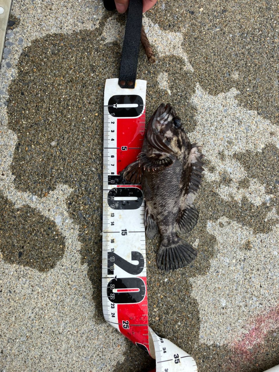 オウゴンムラソイ