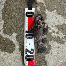 オウゴンムラソイ