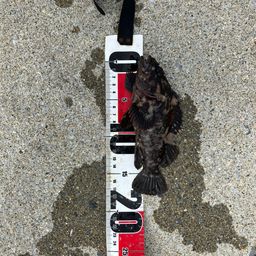 オウゴンムラソイ