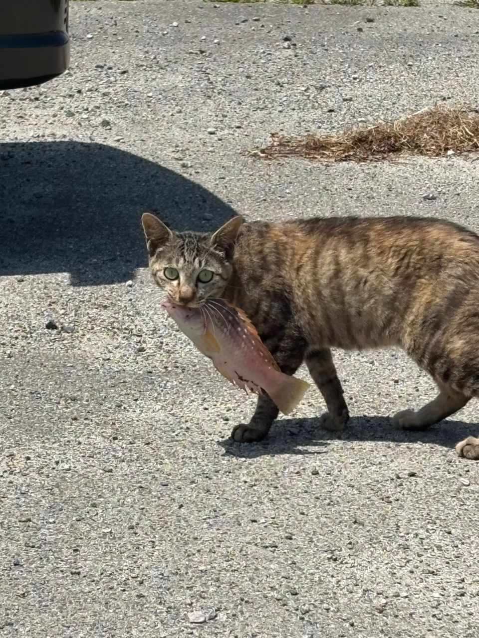 メバル