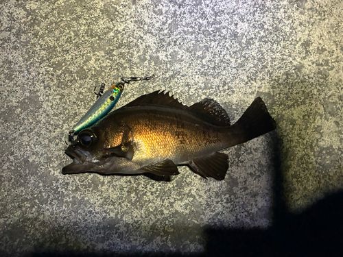 メバルの釣果