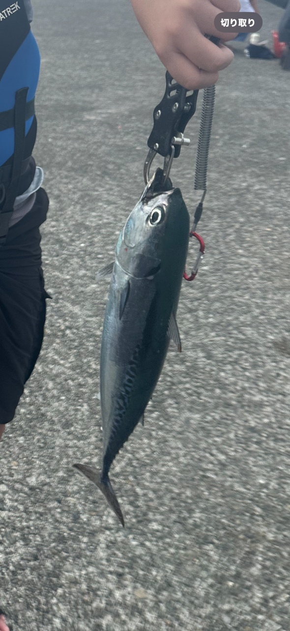 DAIWA 21ジグキャスター 100MH・Nの最安値・インプレ・釣果