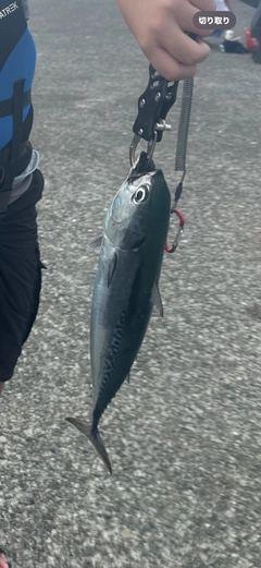 ソウダガツオの釣果