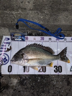 キビレの釣果
