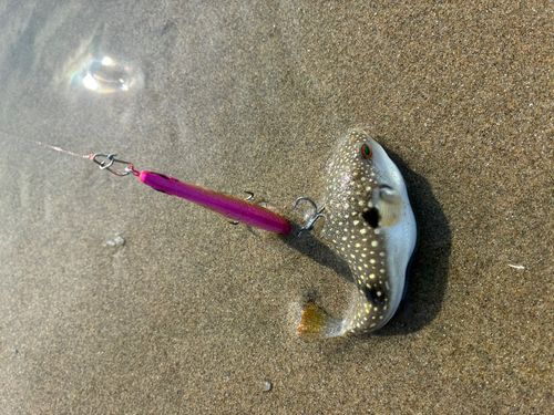 クサフグの釣果