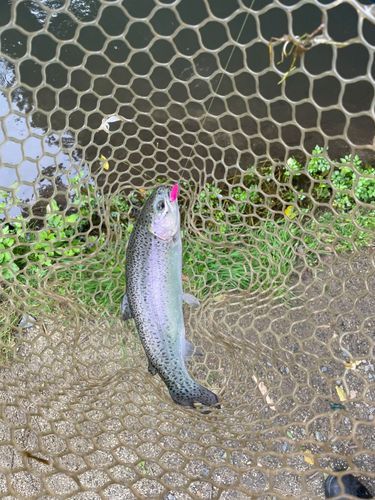 ニジマスの釣果