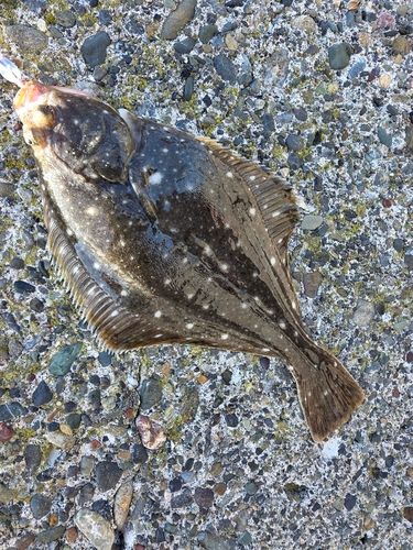 イシガレイの釣果