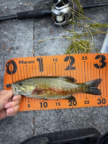 スモールマウスバスの釣果