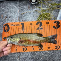 スモールマウスバス