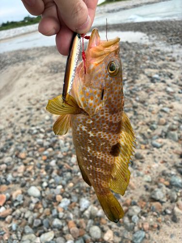 キジハタの釣果