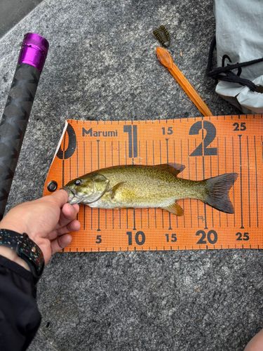 スモールマウスバスの釣果