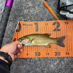 スモールマウスバス