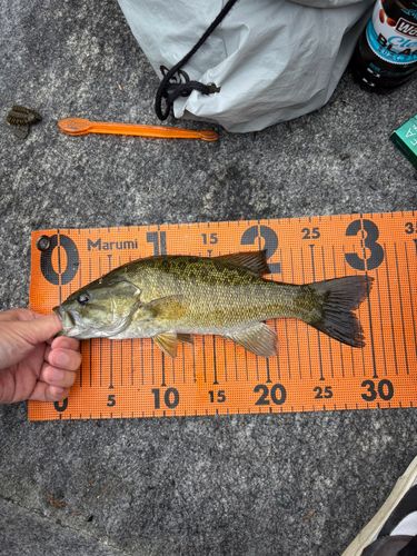 スモールマウスバスの釣果