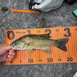 スモールマウスバス