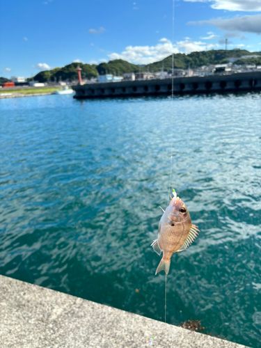 チャリコの釣果