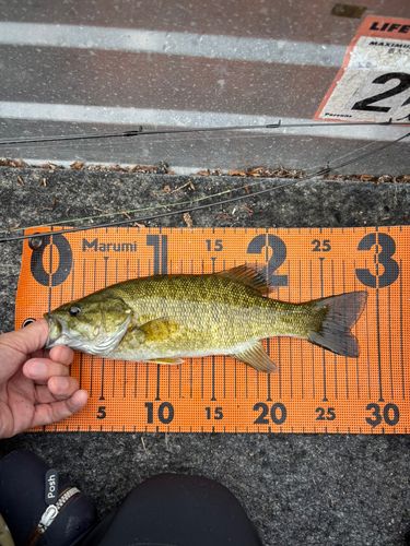 スモールマウスバスの釣果