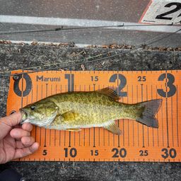 スモールマウスバス