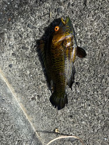 オハグロベラの釣果