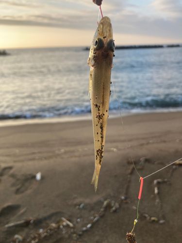 キスの釣果