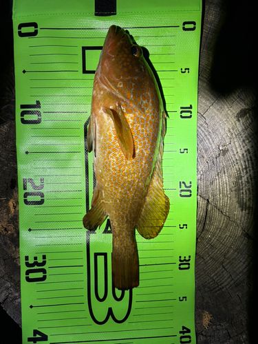 キジハタの釣果