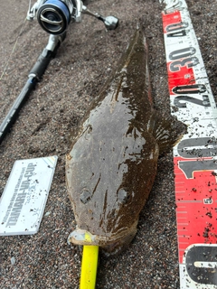 マゴチの釣果
