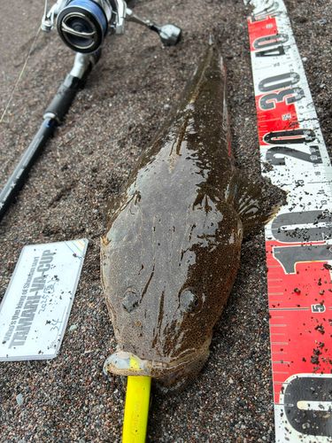 マゴチの釣果