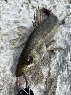 セイゴ（マルスズキ）の釣果