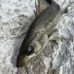 セイゴ（マルスズキ）