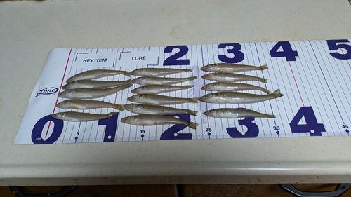 シロギスの釣果