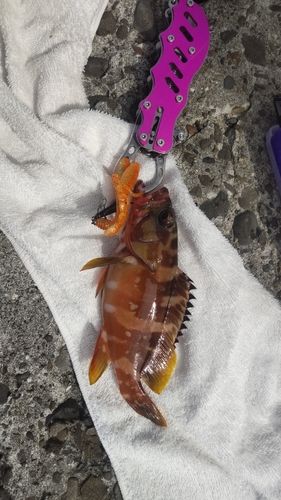 アカハタの釣果