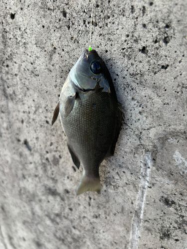 グレの釣果