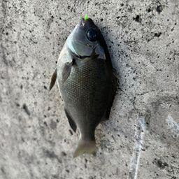 グレ