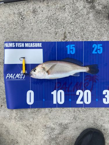 イシモチの釣果
