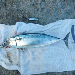 マルソウダの釣果