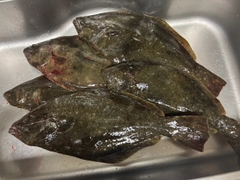 ヒラメの釣果